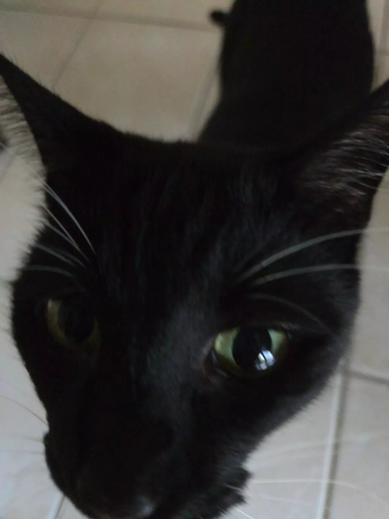 plant/Personalized Custom Soil Blend 🏺🪨-1