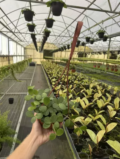 plant/Peperomia hope 6” hanging basket growers choice-5-thumbnail