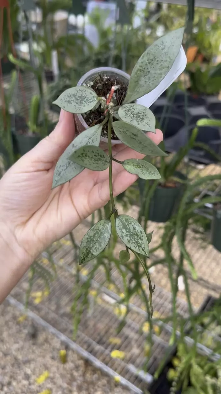 plant/PL229: Lacunosa Snow Leopard-0