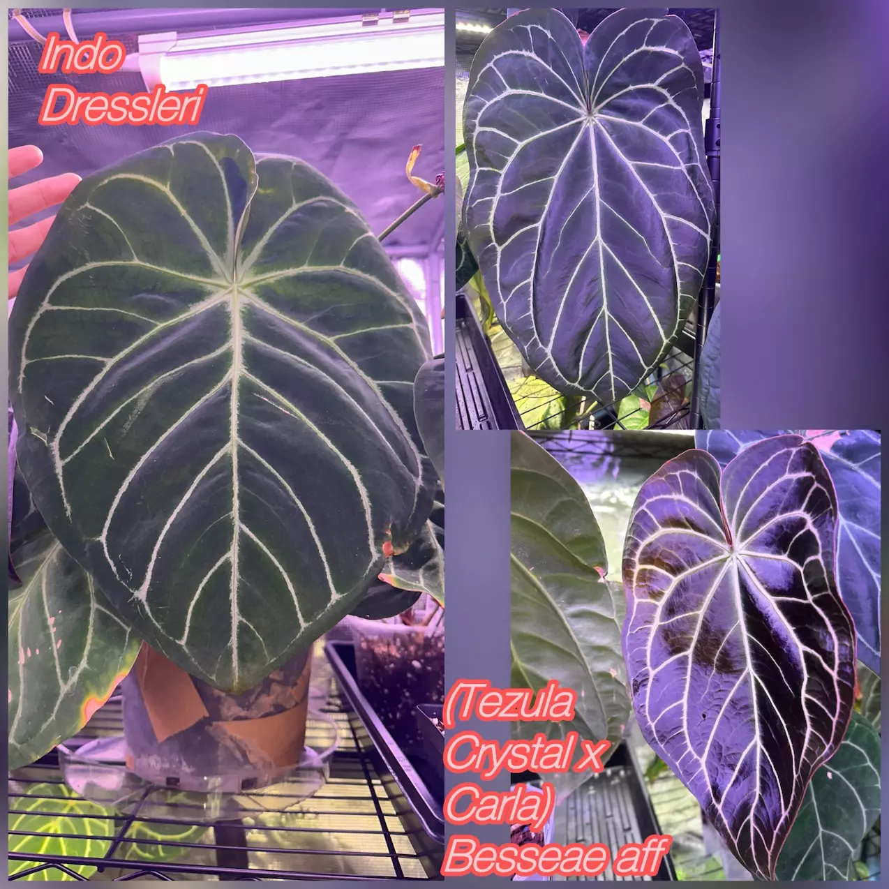 plant/Indo Dressleri X Tezula Crystal x (Carla x Bessease aff)-3