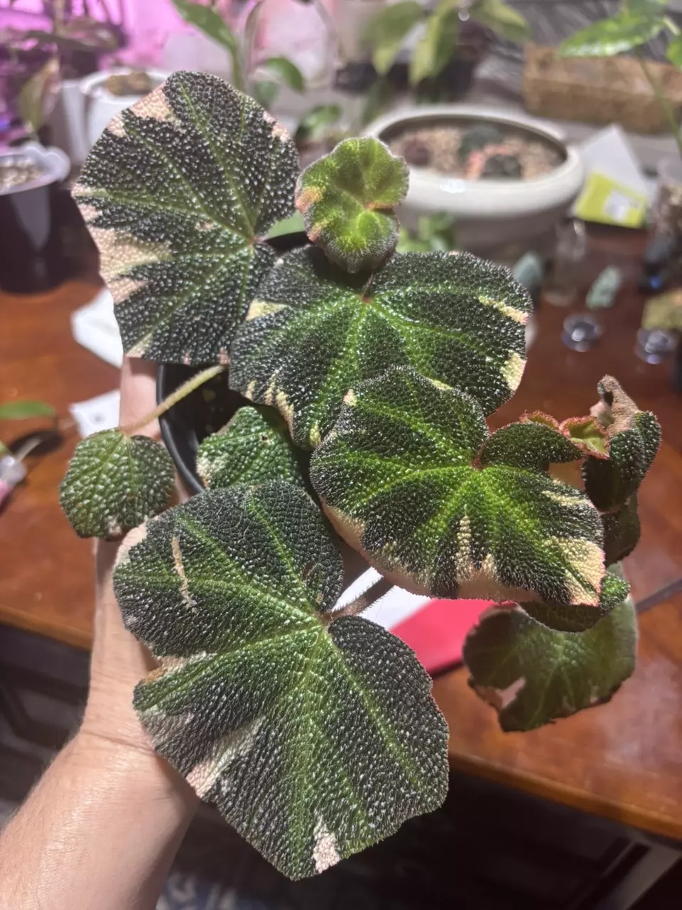plant/#224 Begonia Soli-Mutata 4” plant-0