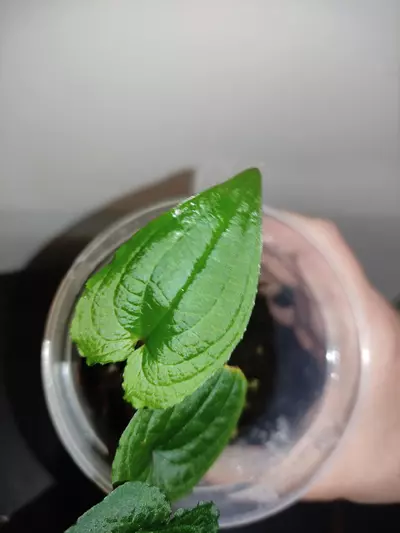 plant/Anthurium clidemioides-3-thumbnail