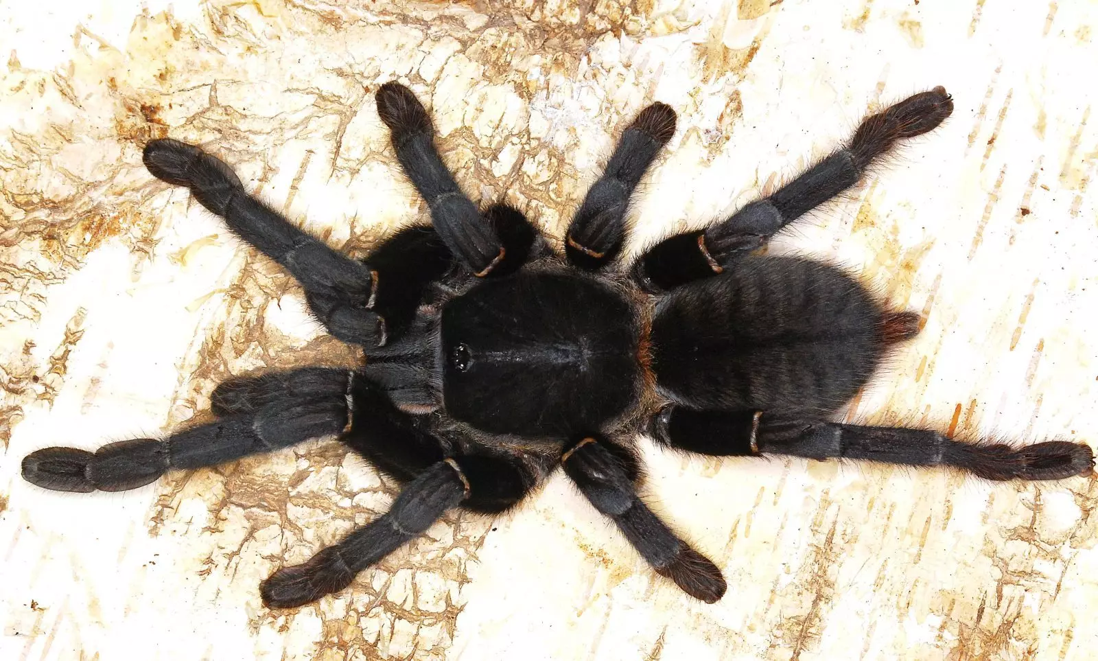plant/Cyriopagopus minax "Big Black' (Thai Earth Tiger Tarantula) 0.5-0.75" FREE AFTER $150 SPENT-0