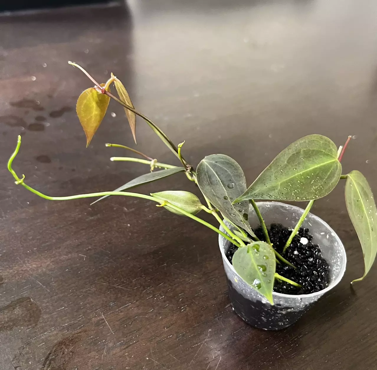 plant/Hoya carrii NS13-064-1