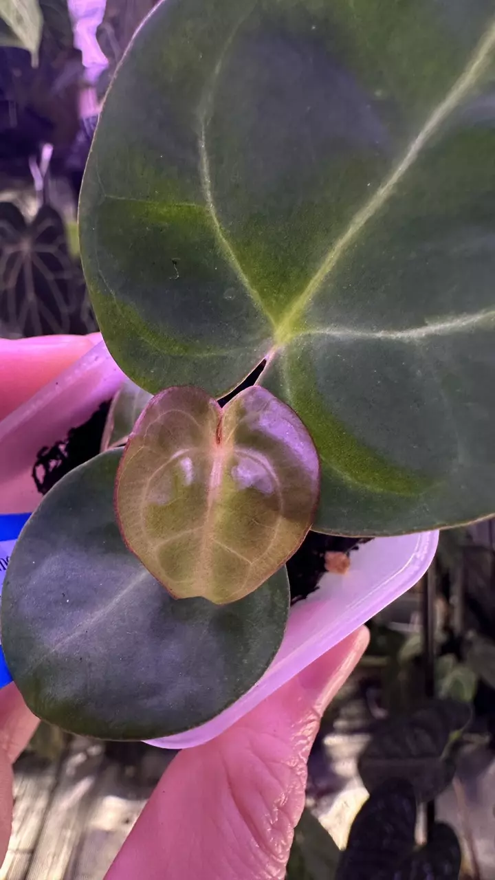 plant/Indo Dressleri X Tezula Crystal x (Carla x Bessease aff)-1