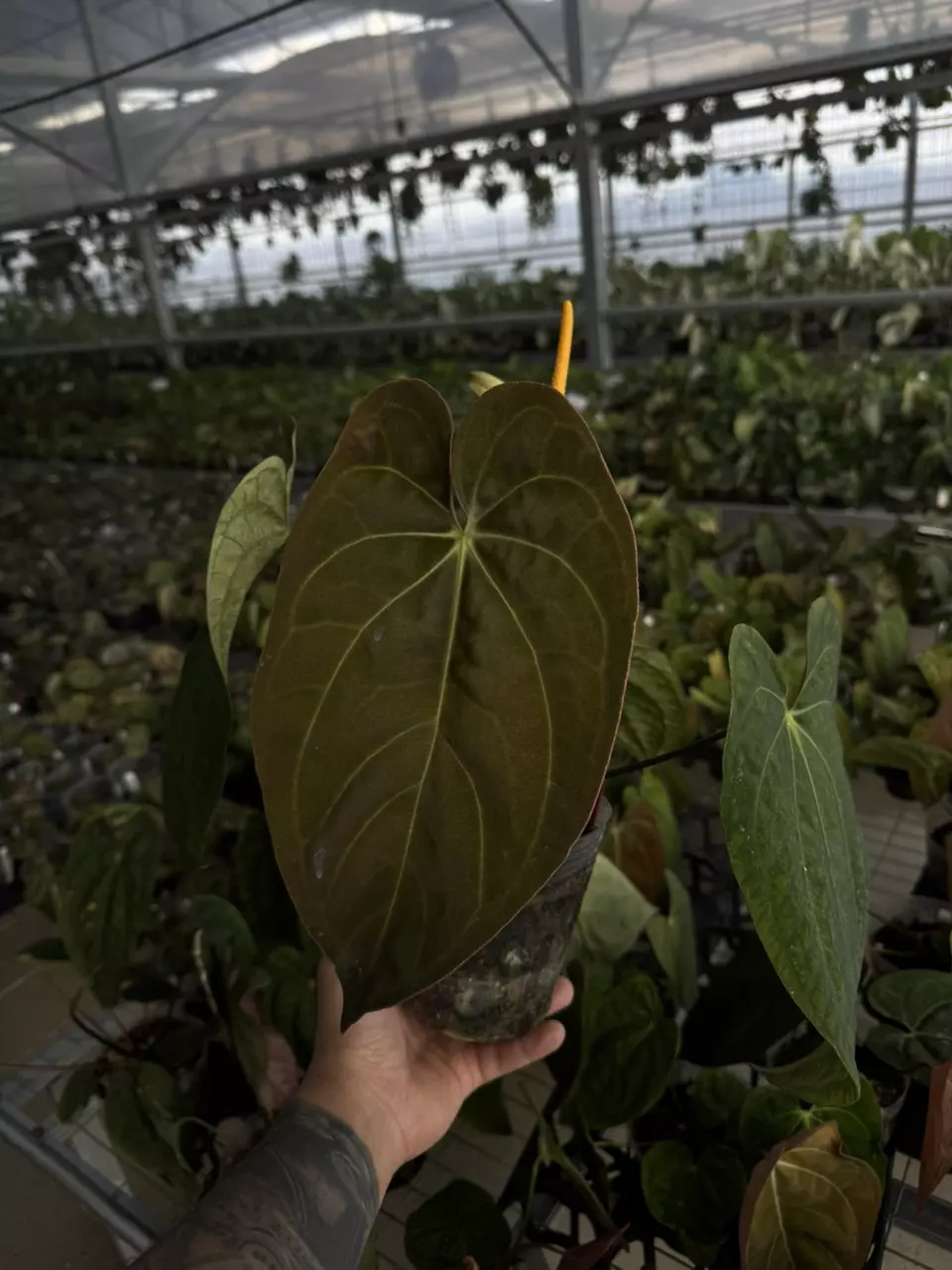 plant/papillilaminum x Carla flowering size-0