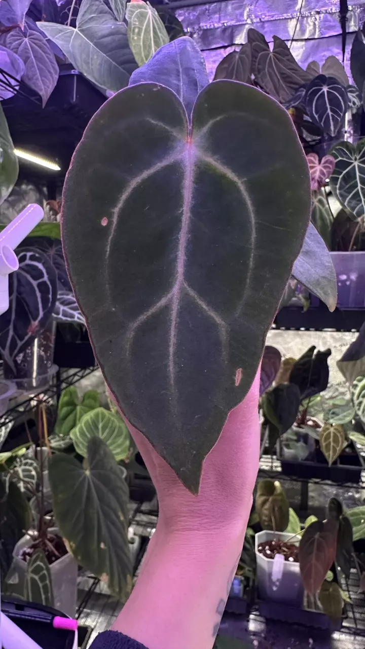 plant/Carla Bess x Carla Spider Bess-0