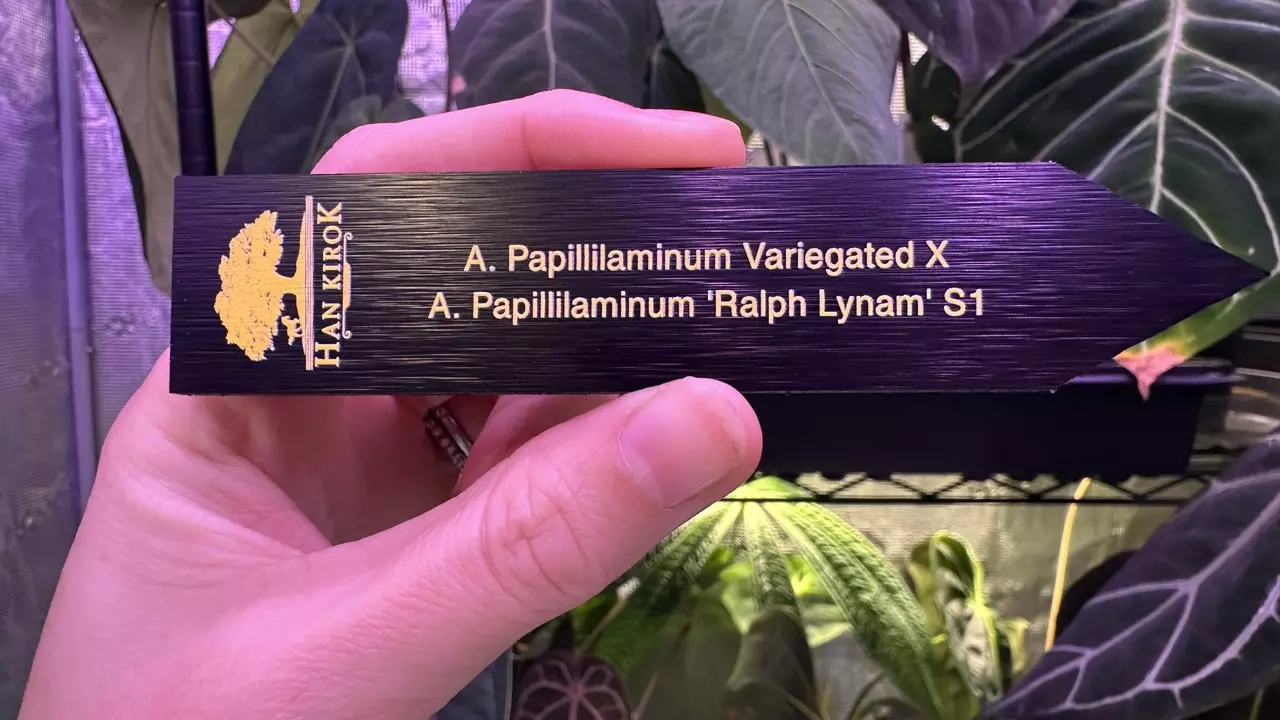 plant/Pap ‘Variegated’ x Pap ‘Ralph Lynam’ S1-4