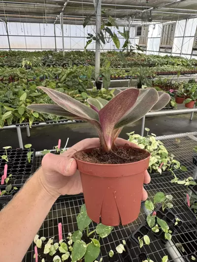 plant/Siderasis fuscata 4” pot growers choice-6-thumbnail