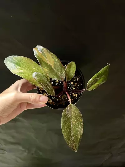 plant/Philodendron orange princess 3”-0-thumbnail