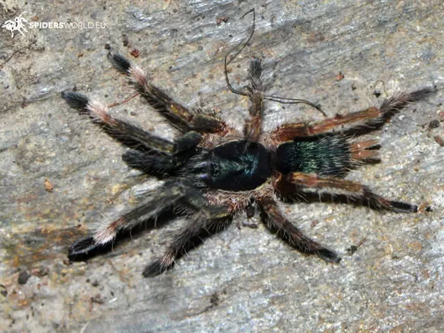 plant/Neoholothele incei (Trinidad Olive Tarantula) 0.5" FREE  AFTER $100 SPENT-0