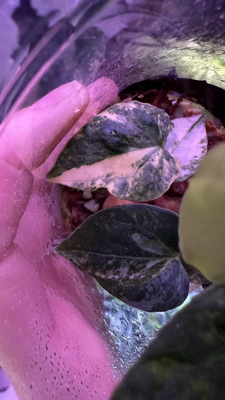 plant/Pap ‘Variegated’ x Pap ‘Ralph Lynam’ S1-1