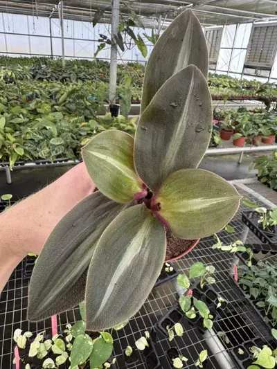 plant/Siderasis fuscata 4” pot growers choice-1-thumbnail