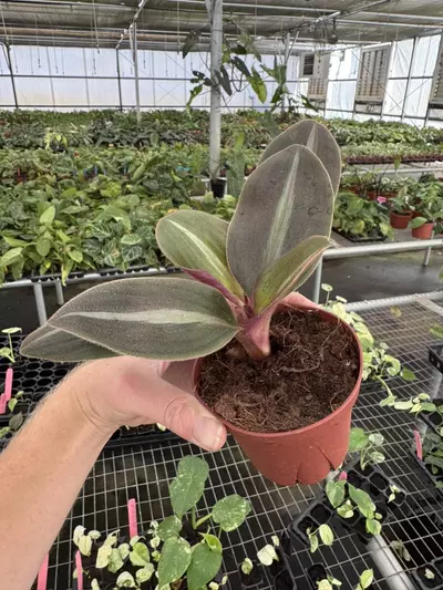 plant/Siderasis fuscata 4” pot growers choice-4-thumbnail