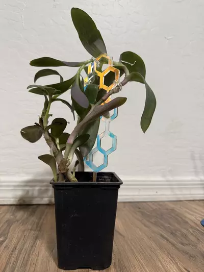 plant/Iridescent Honeycomb Trellis with 5 Omega Clips-0-thumbnail