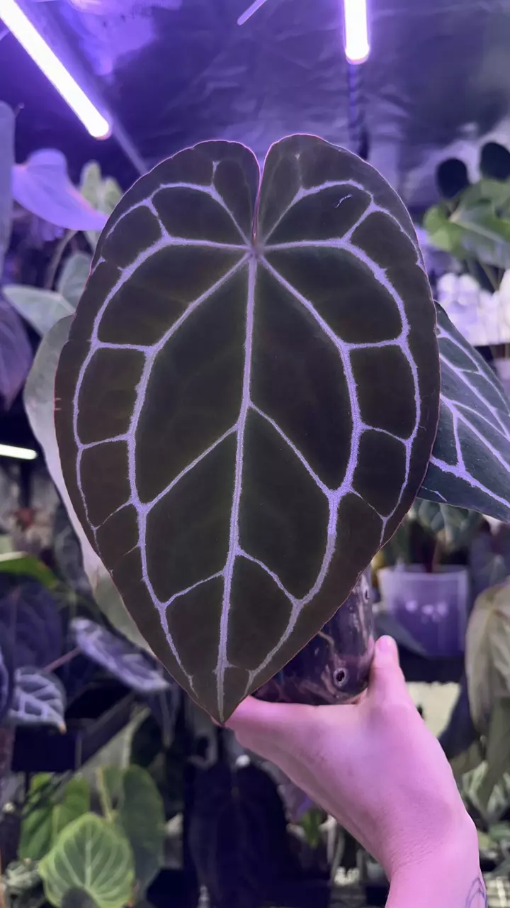 plant/Pure Crystal in cataphyll-1