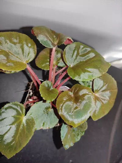 plant/Begonia metachroa-2-thumbnail