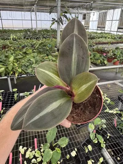 plant/Siderasis fuscata 4” pot growers choice-3-thumbnail