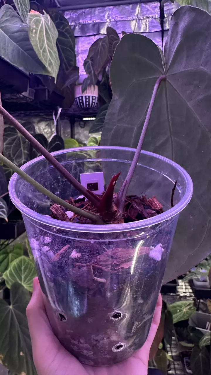 plant/Pure Crystal in cataphyll-2