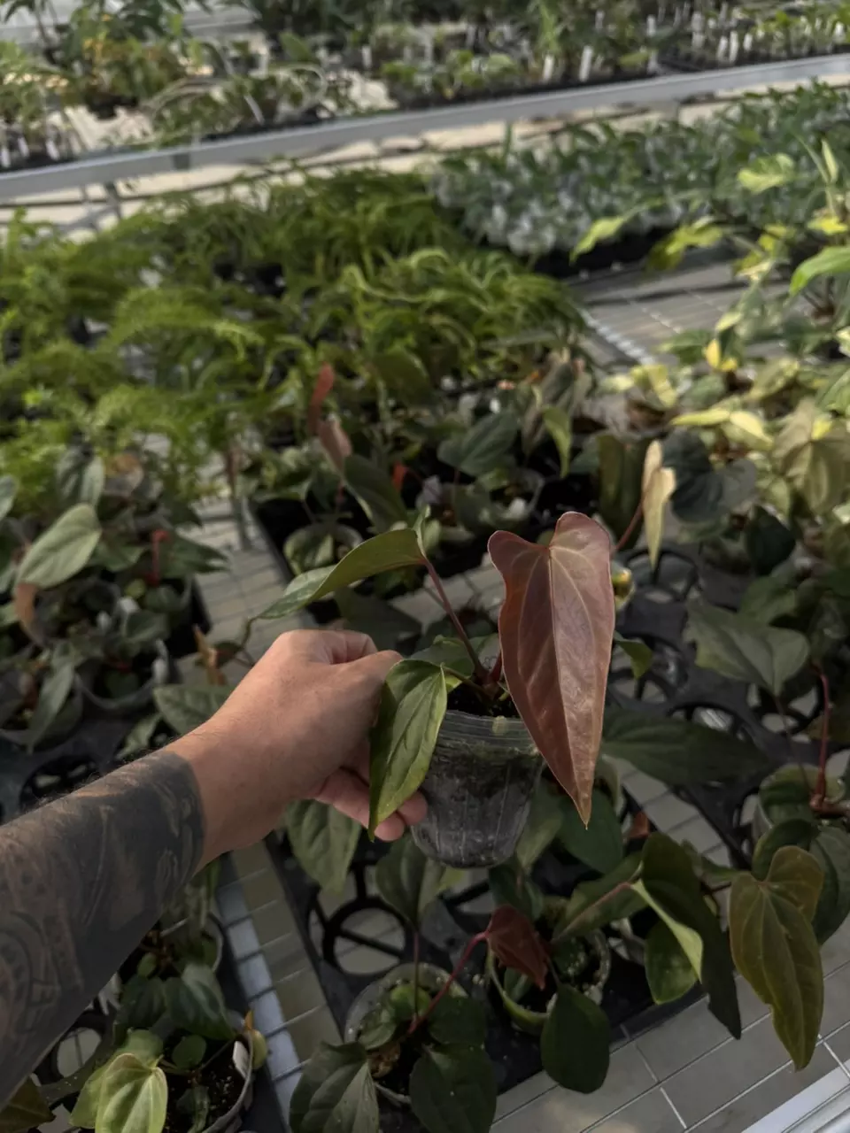 plant/A. nigrolaminum ‘Gigi’ x besseae aff-0