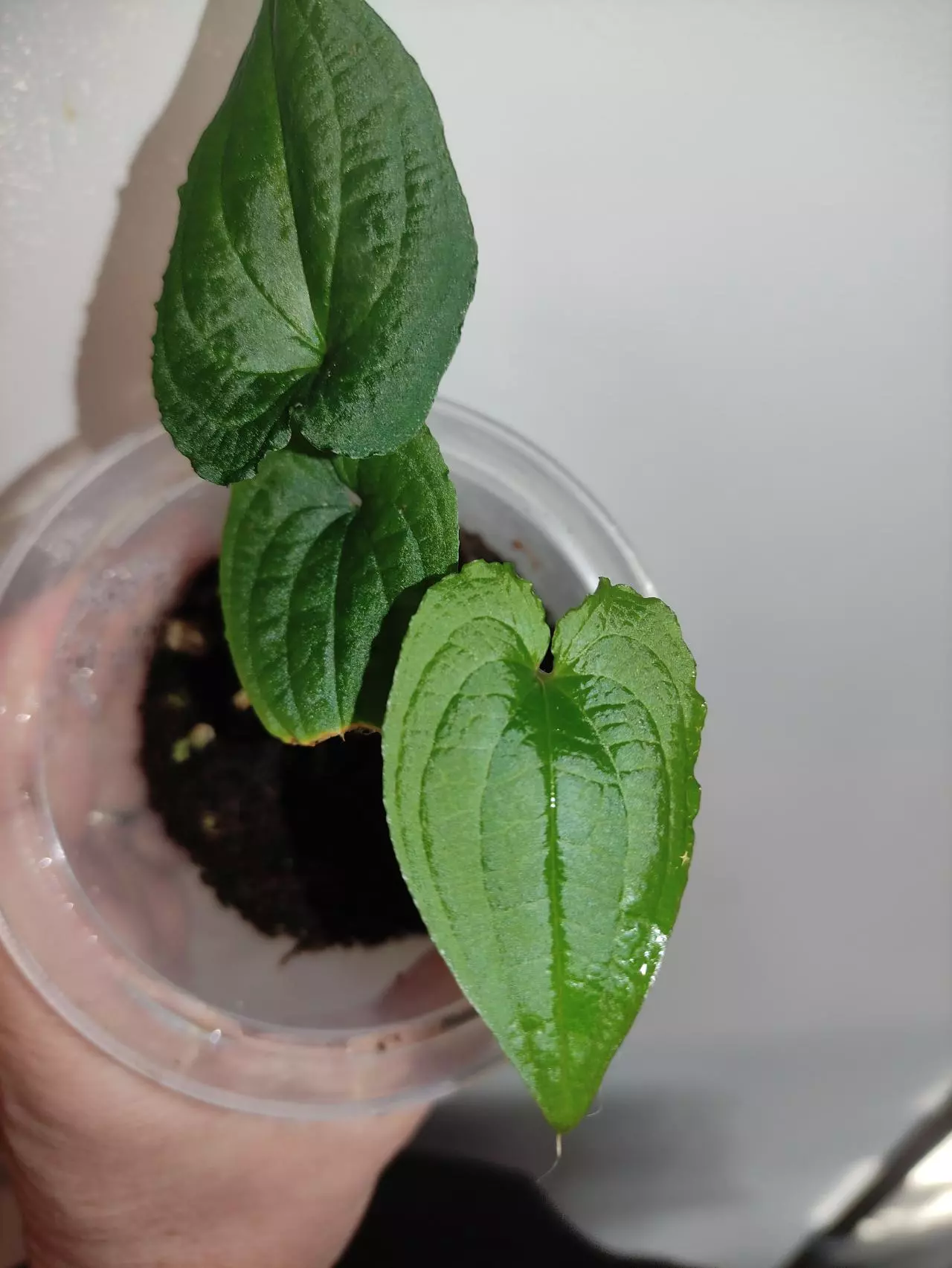 plant/Anthurium clidemioides-4