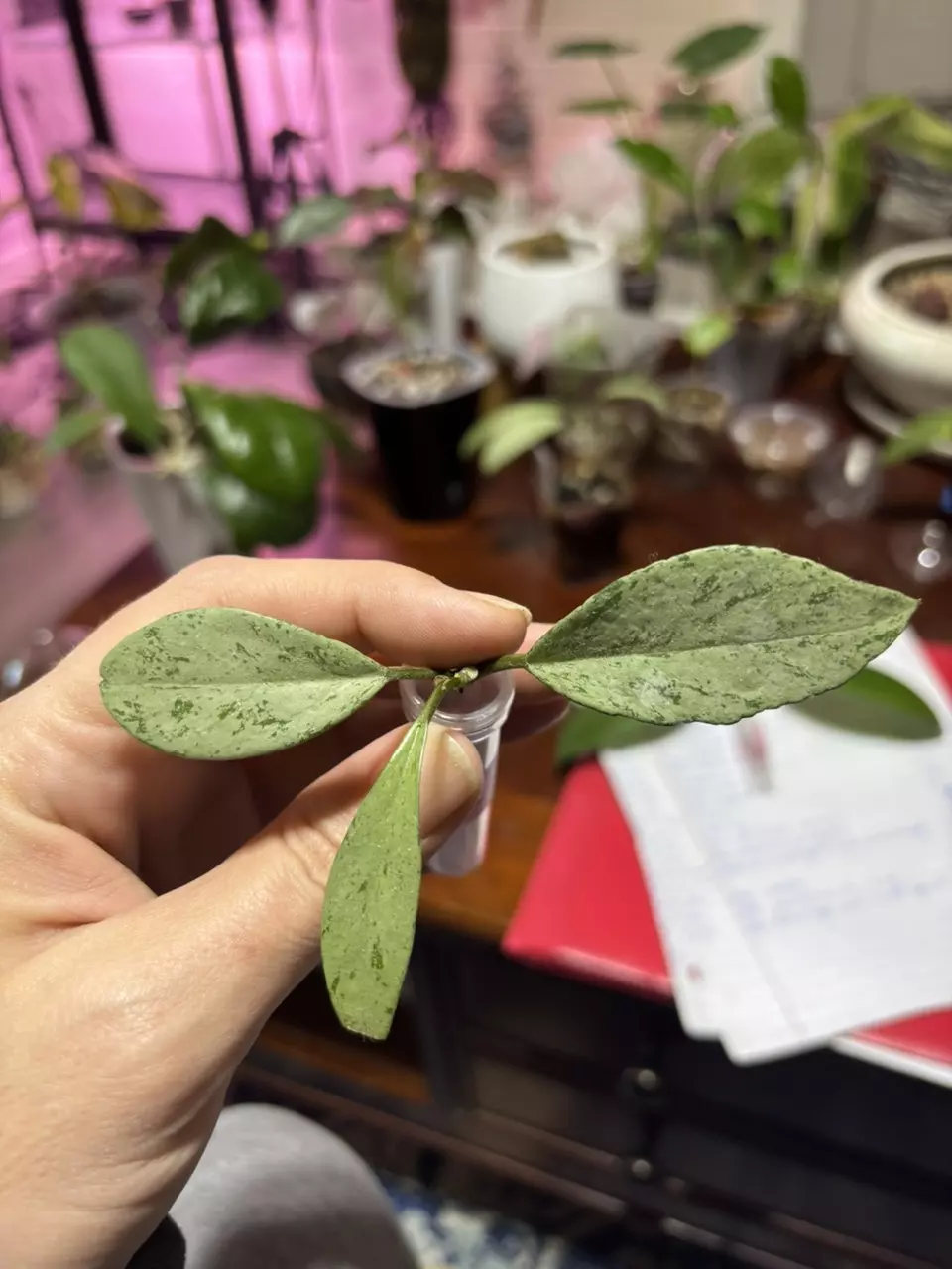 plant/#222 Hoya Pubicalyx Pink Silver Ghost-0