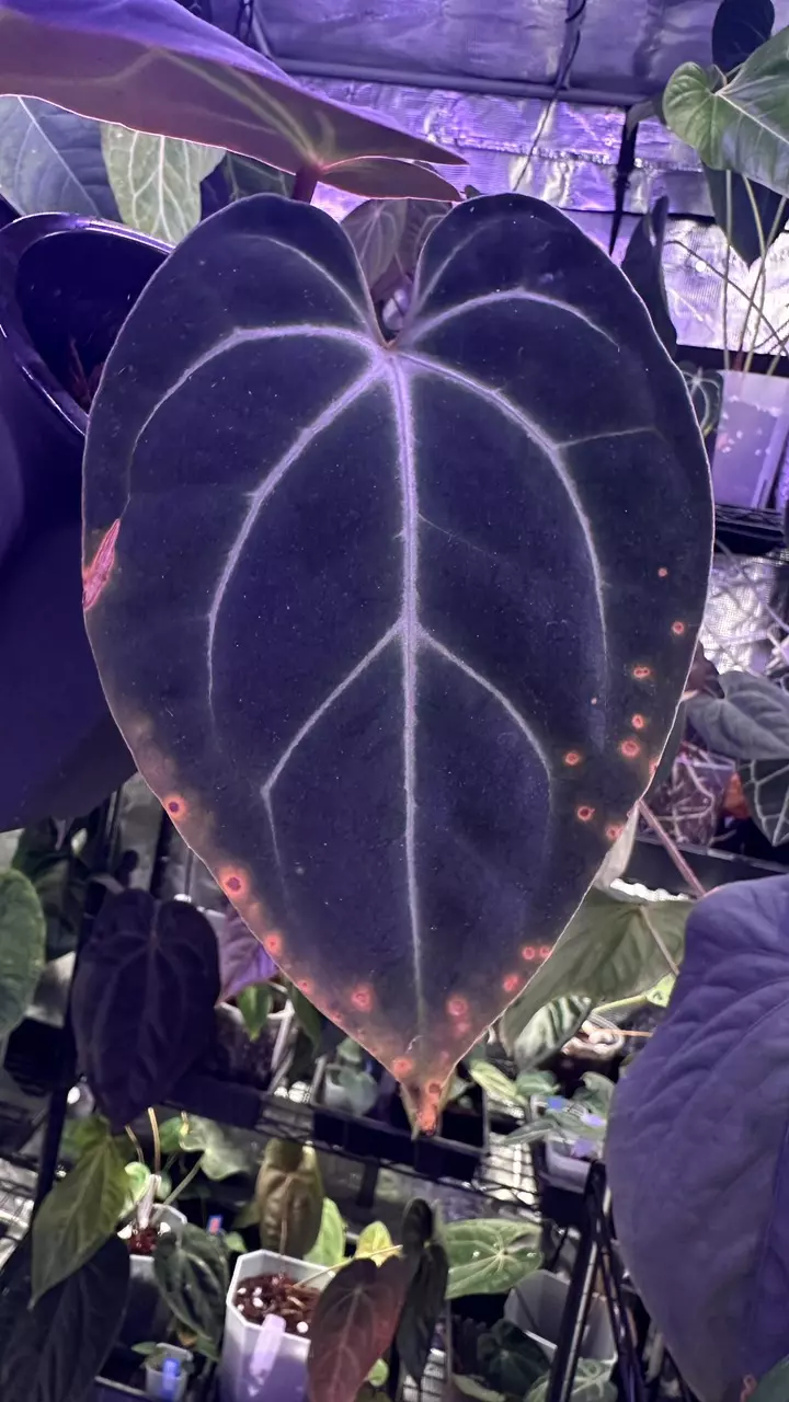 plant/Besseae Aff in cataphyll-1