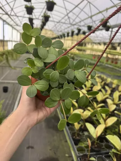 plant/Peperomia hope 6” hanging basket growers choice-2-thumbnail