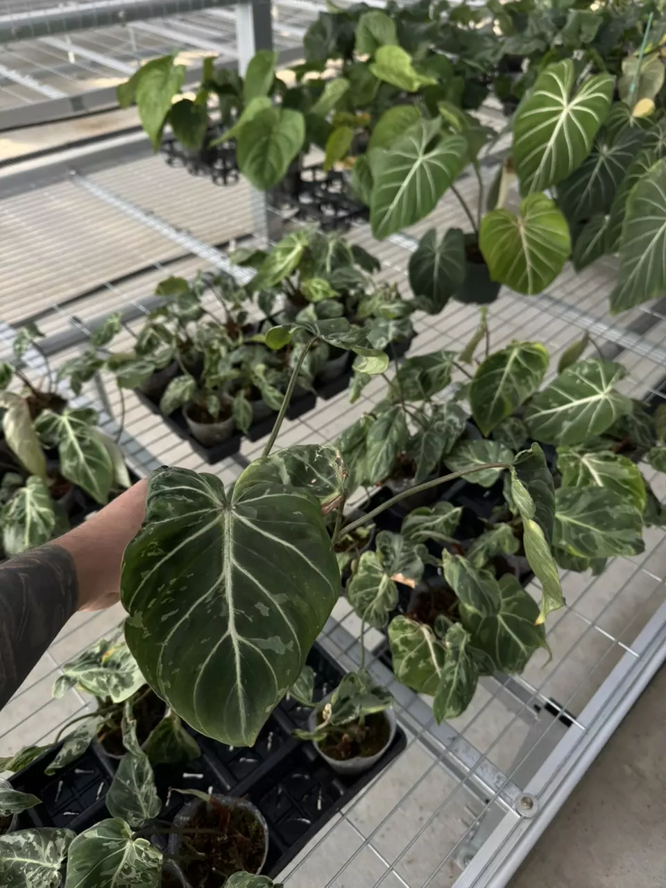 plant/Philodendron gloriosum ‘Snow Leopard’-0