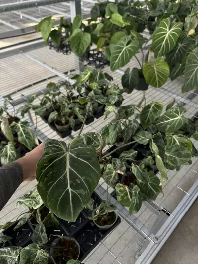 plant/Philodendron gloriosum ‘Snow Leopard’-0-thumbnail