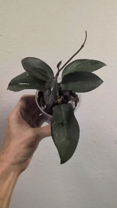 plant/Hoya AH black baabel-2-thumbnail