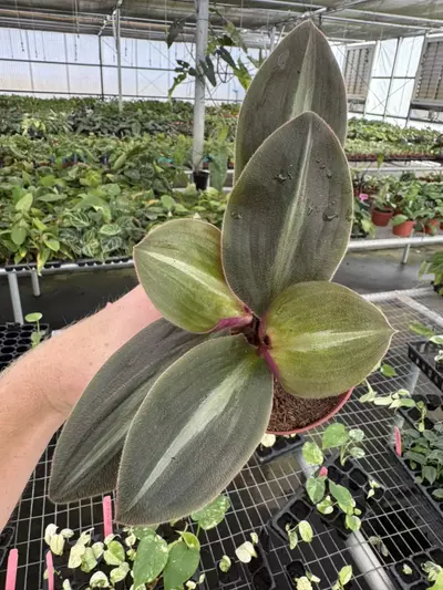 plant/Siderasis fuscata 4” pot growers choice-0-thumbnail