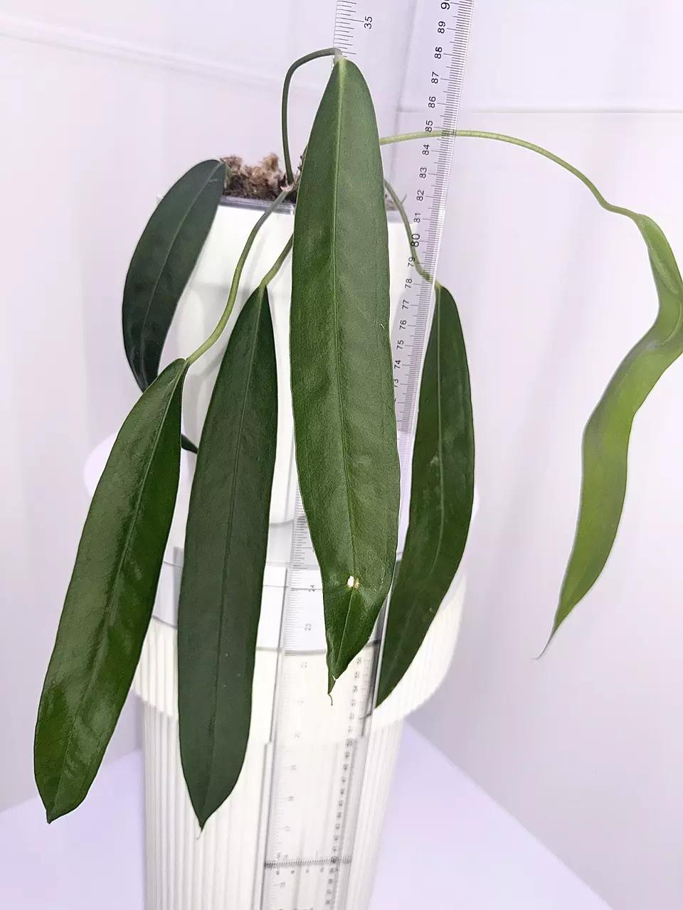 plant/Big Mature Wendlingeri Strappy Leaf Anthurium-1