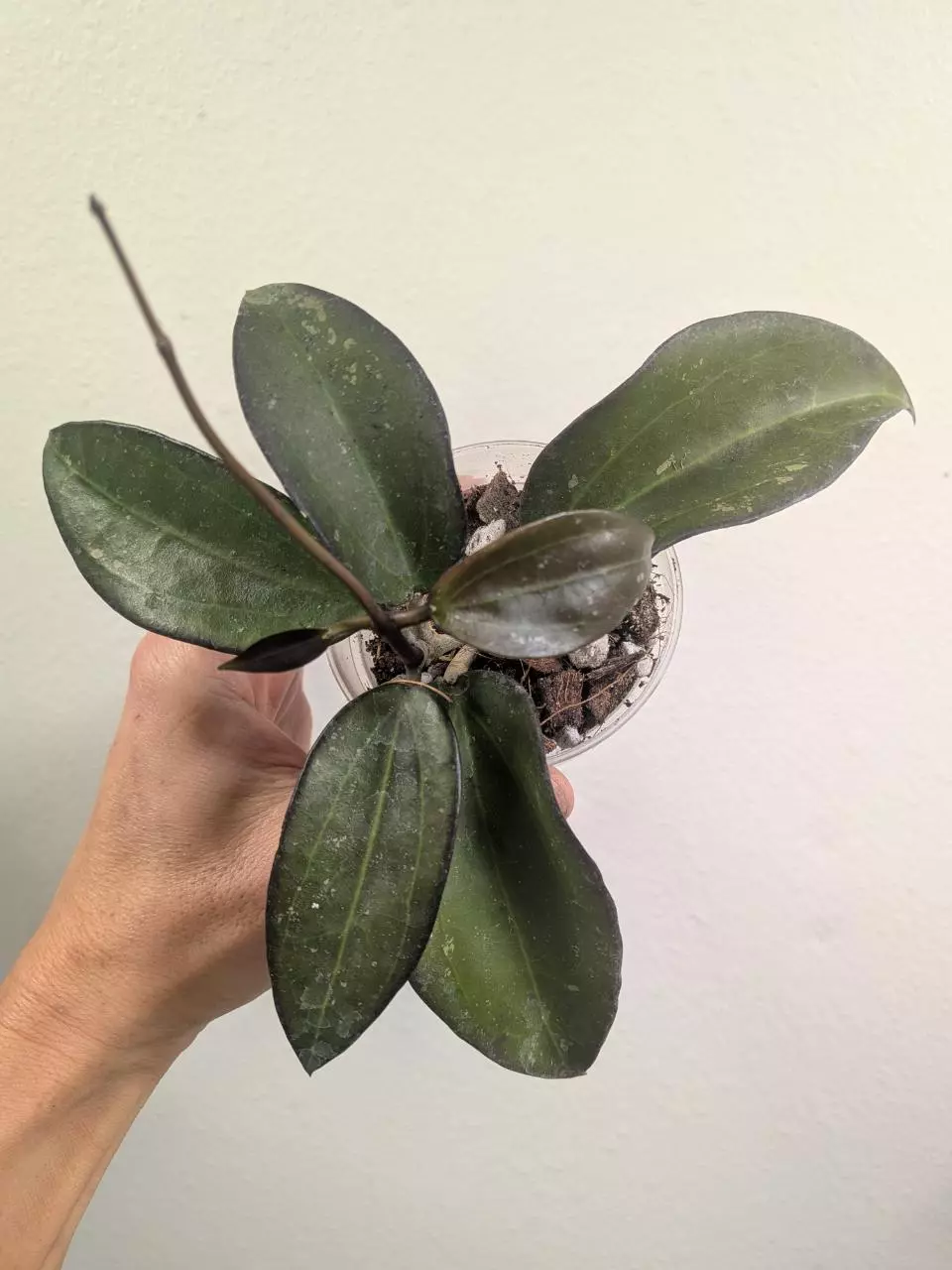 plant/Hoya AH black baabel-0