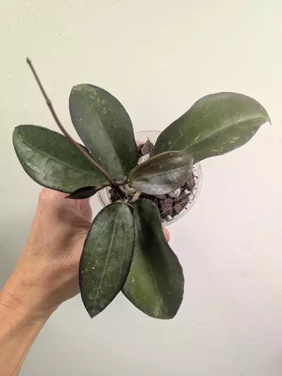 plant/Hoya AH black baabel-0-thumbnail