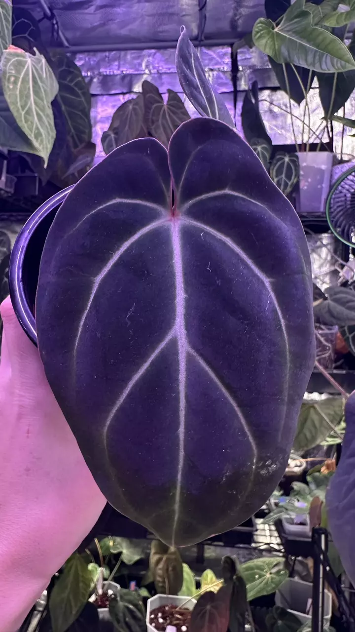 plant/Besseae Aff in cataphyll-0