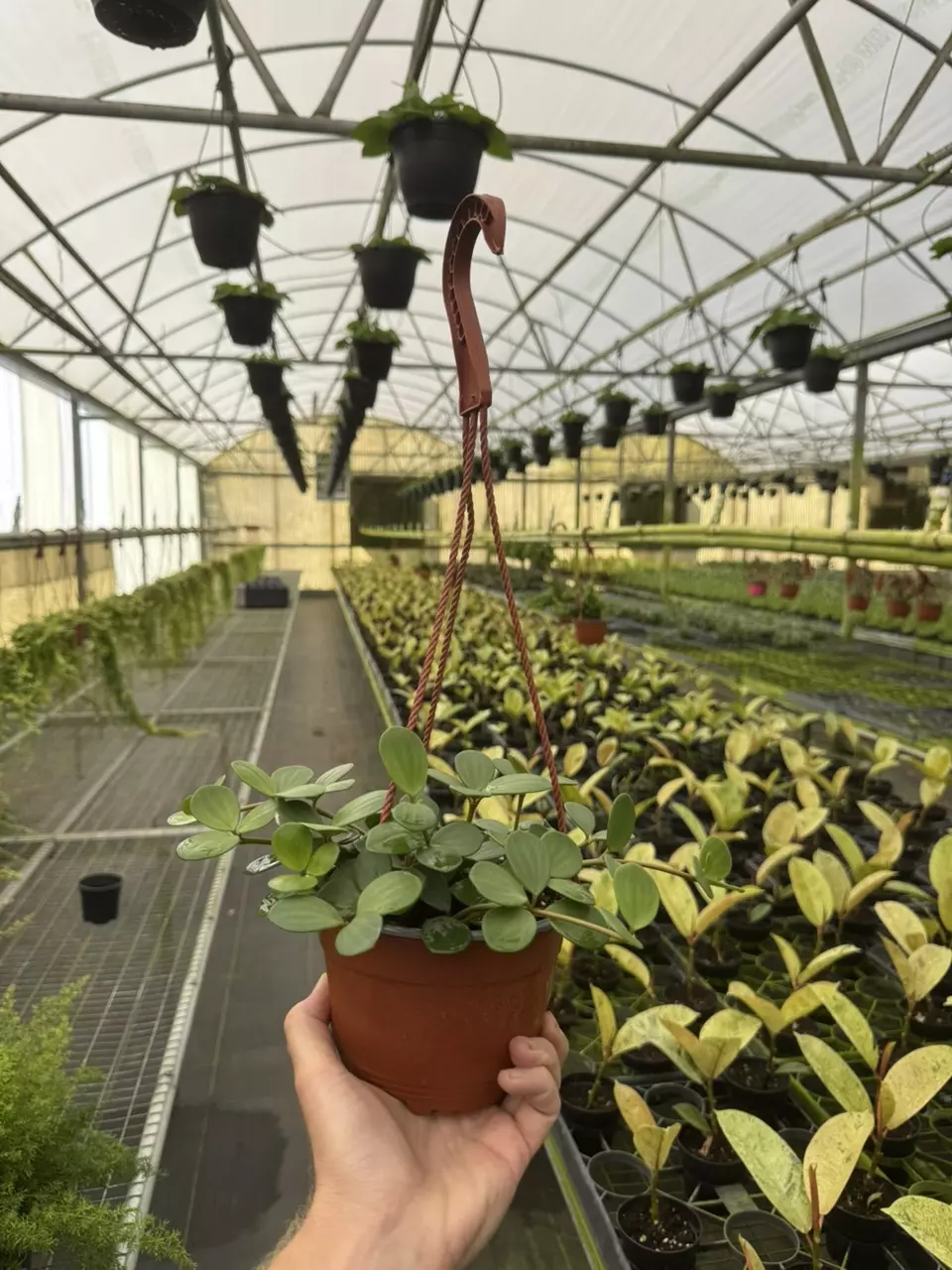 plant/Peperomia hope 6” hanging basket growers choice-6