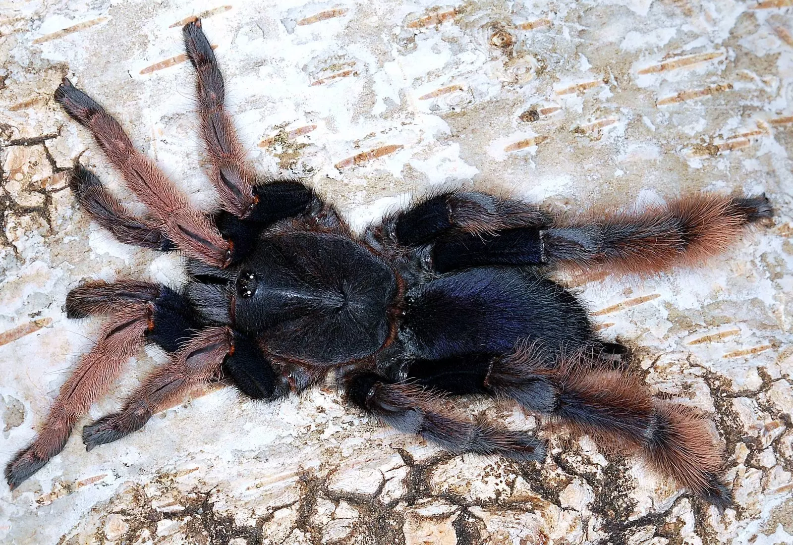 plant/Coremiocnemis hoggi (Malaysian Purple Femur Tarantula) 1" FREE AFTER $550 SPENT-0
