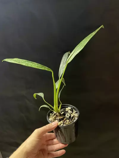 plant/Epipremnum Giganteum Marble Variegated-1-thumbnail