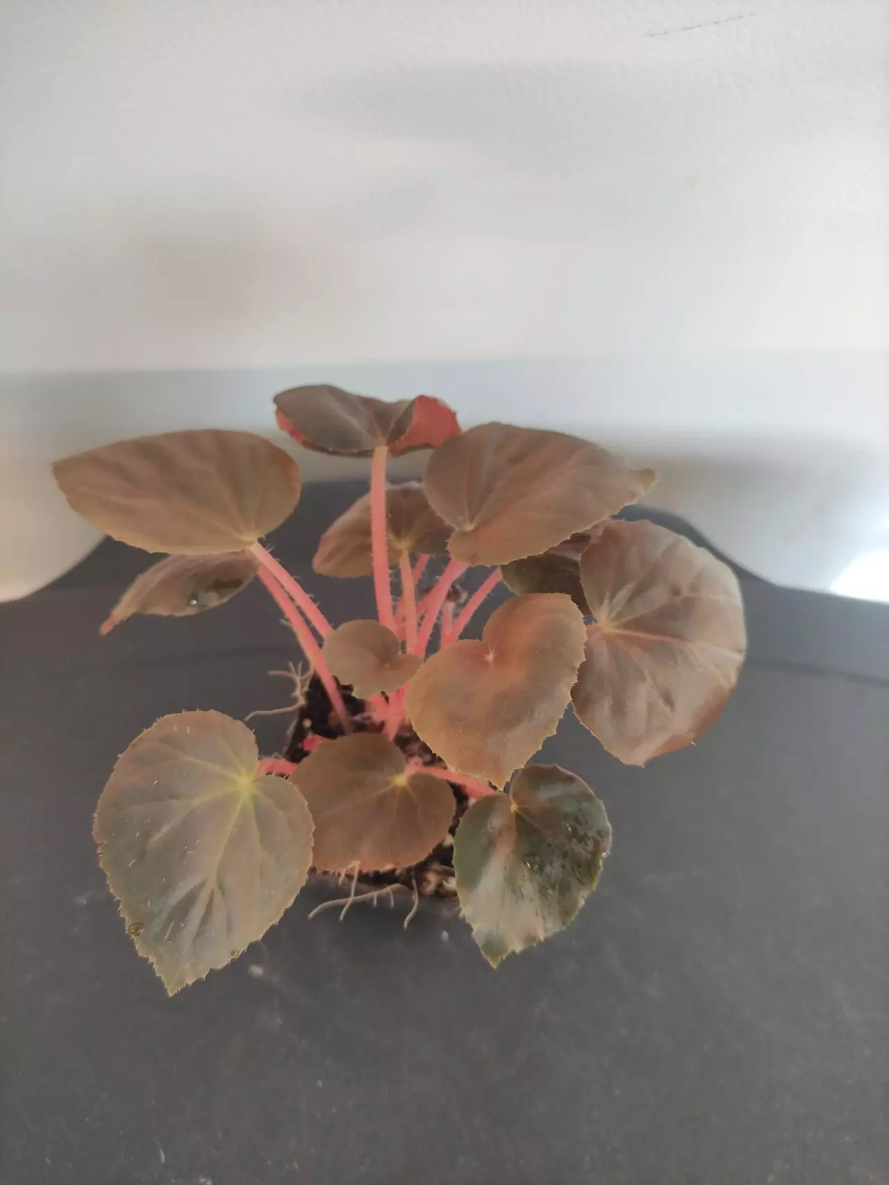 plant/Begonia metachroa-1
