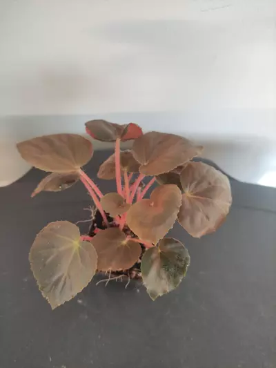 plant/Begonia metachroa-1-thumbnail