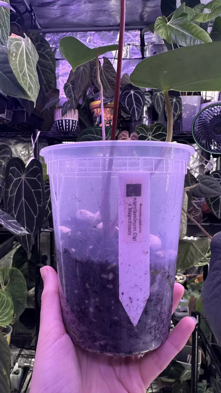 plant/Gigi x Magnificum offset-1