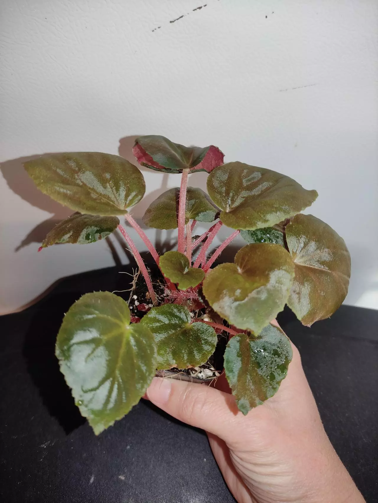 plant/Begonia metachroa-0