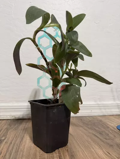 plant/Iridescent Honeycomb Trellis with 5 Omega Clips-1-thumbnail