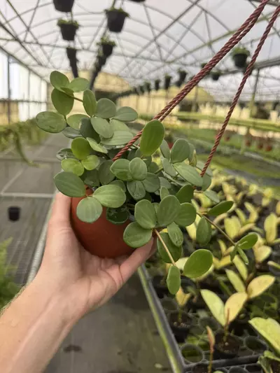 plant/Peperomia hope 6” hanging basket growers choice-3-thumbnail