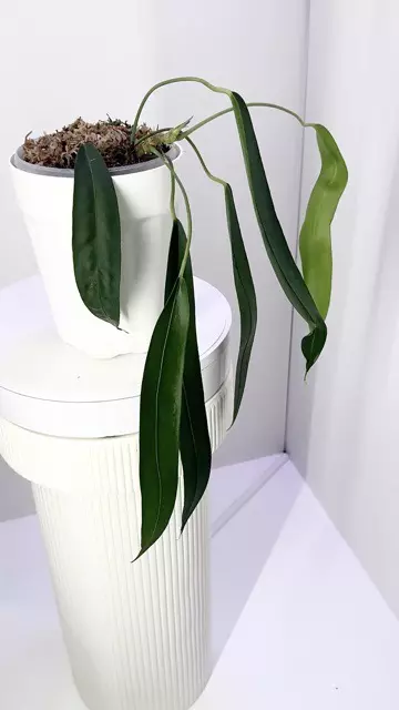 plant/Big Mature Wendlingeri Strappy Leaf Anthurium-0