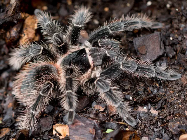 plant/Lasiodora parahybana (Salmon Pink Bird Eater Tarantula) 0.5" FREE AFTER $50 SPENT-0
