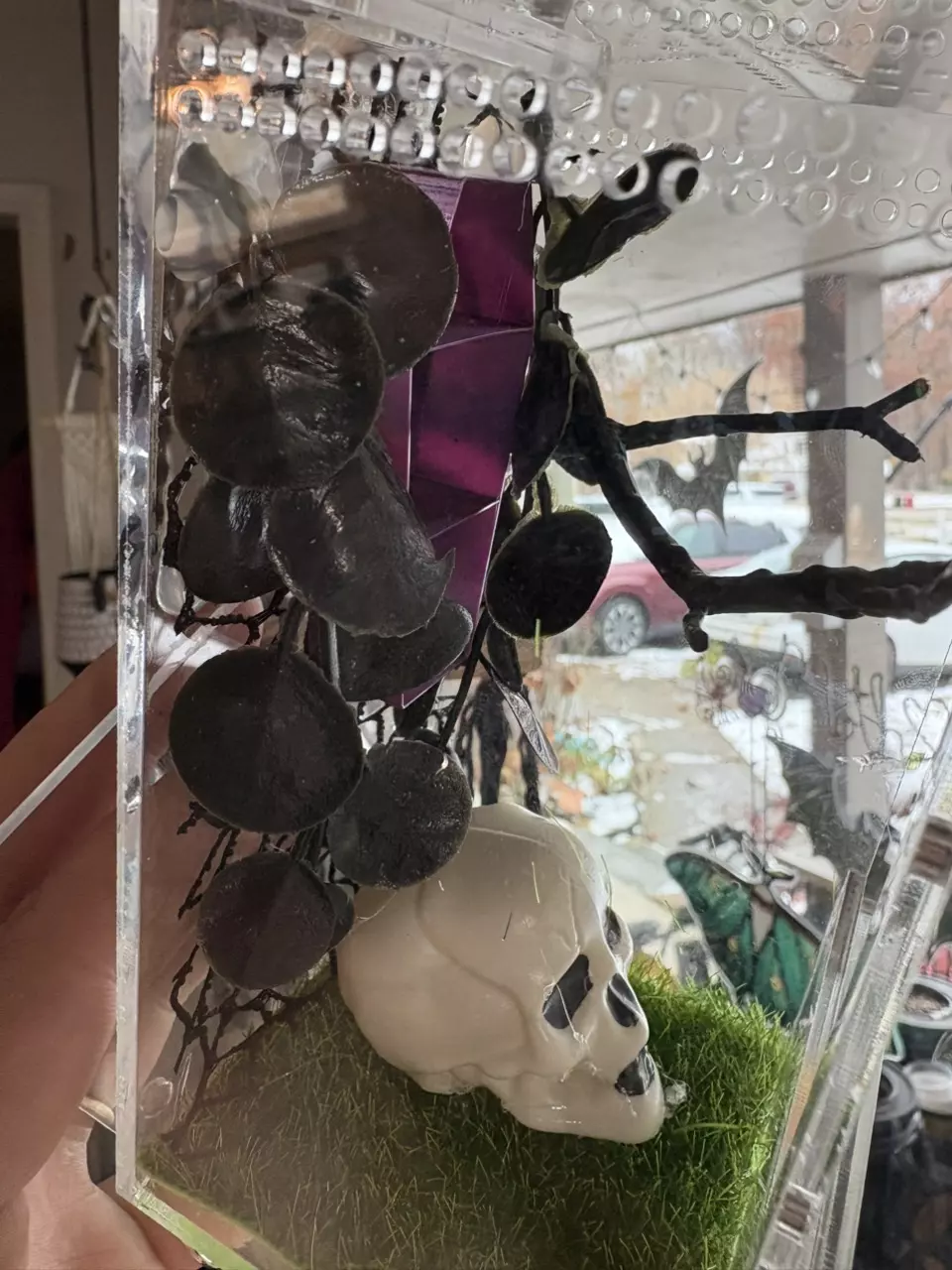 plant/Spooky themed jumping spider enclosure, juvie size.-3