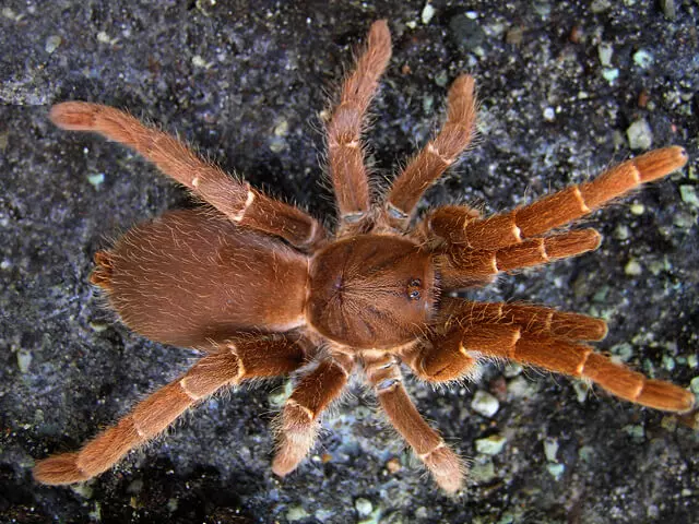 plant/Pelinobius muticus (King Baboon Tarantula) 0.75" FREE AFTER $150 SPENT-0
