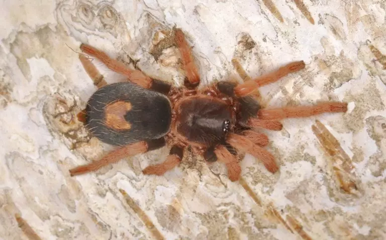 plant/Cyriocosmus aueri (Peruvian Dwarf Redleg Tarantula) 0.25-0.5" FREE AFTER $200 Spent-0